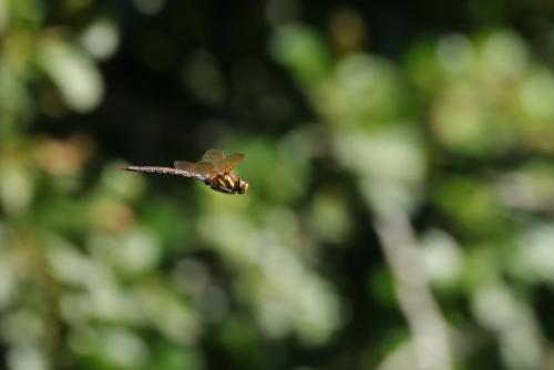Réf. 264 193 : Aeshna grandis